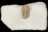 Detailed, Long Kainops Trilobite - Oklahoma #95693-3